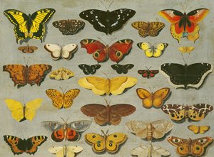 Butterflies